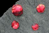 Plate of Twenty Red Embers Garnets in Graphite - Massachusetts #127799-1